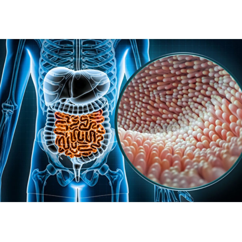 Chinese research NMN optimizes intestinal flora in vivo to achieve intestinal homeostasis